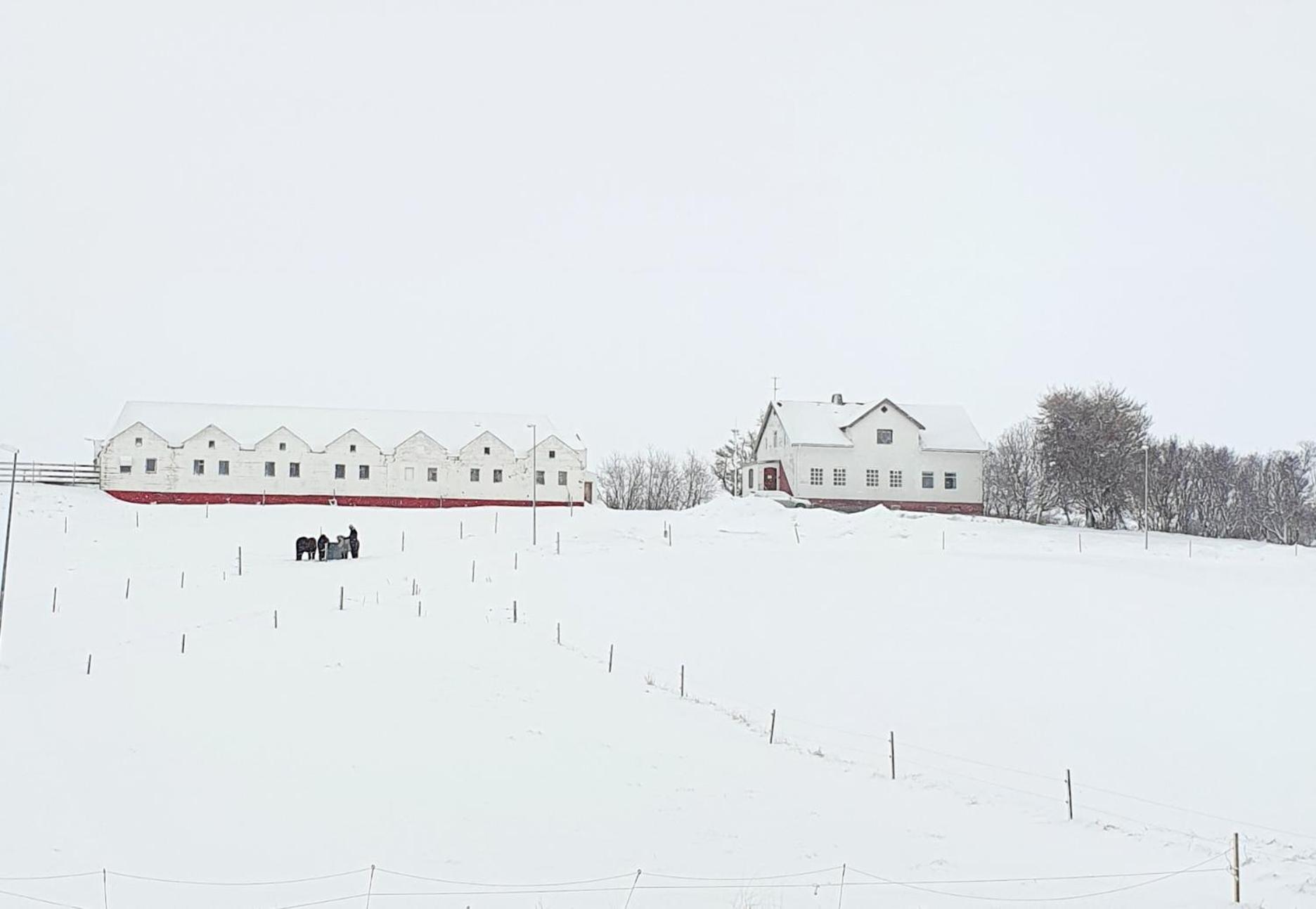 Helluland Guesthouse Saudarkrokur Eksteriør billede